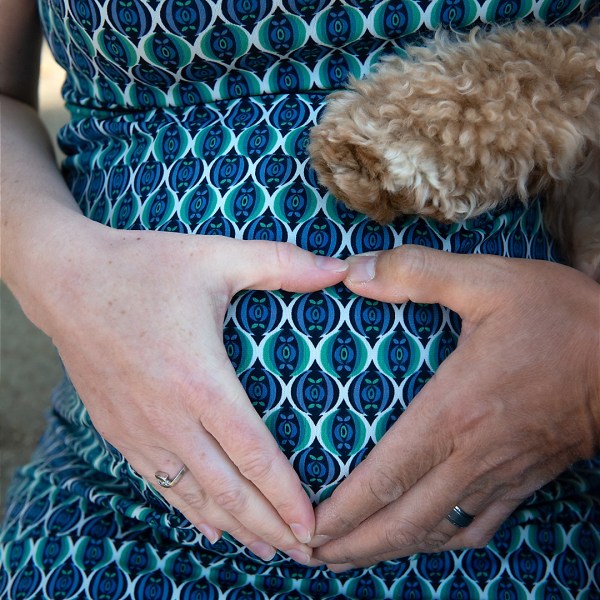 Maternity Photos, Maternity Photo Session, Pet Photography, Expecting something special, Maternity Photo Session with pets, Los Angeles Photographer, Akiko Whalen Photography, On location maternity session, Then and now photo session